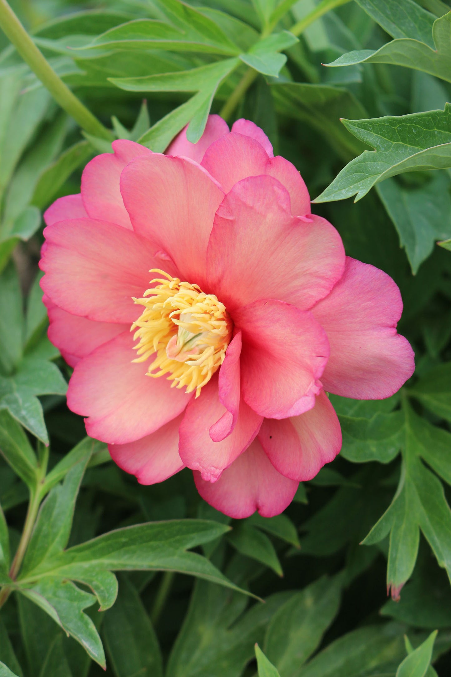 Paeonia Itoh Julia Rose