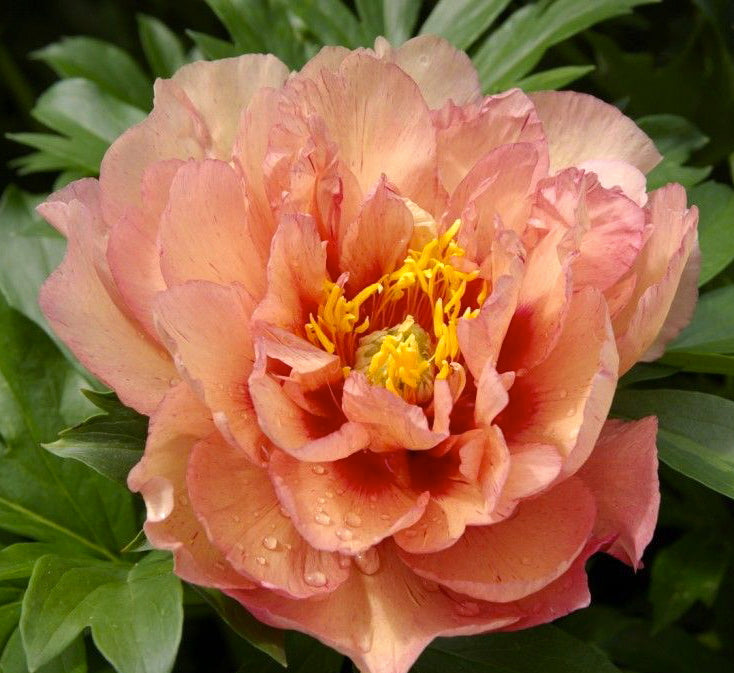 Paeonia Itoh Kopper Kettle