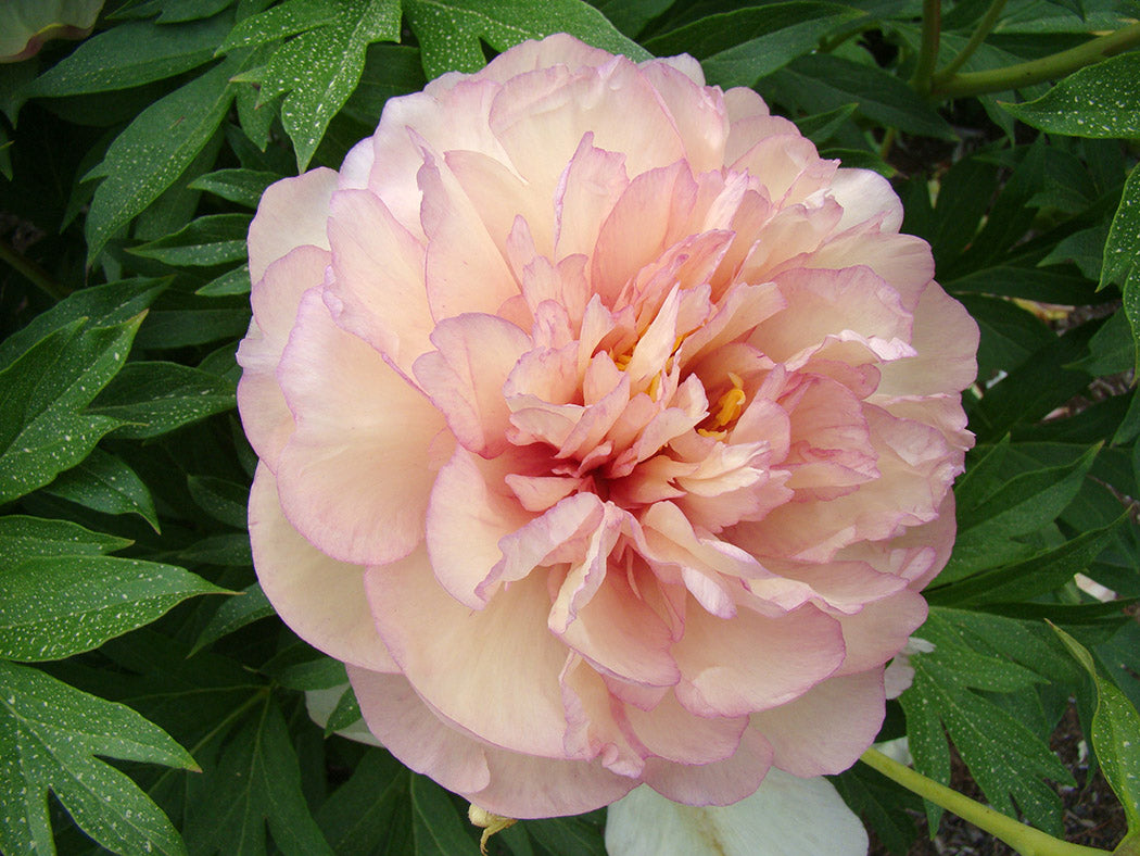 Paeonia Itoh Scrumdiddlyumptious
