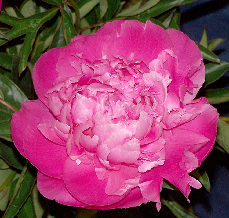 Paeonia Lactiflora Jacorma