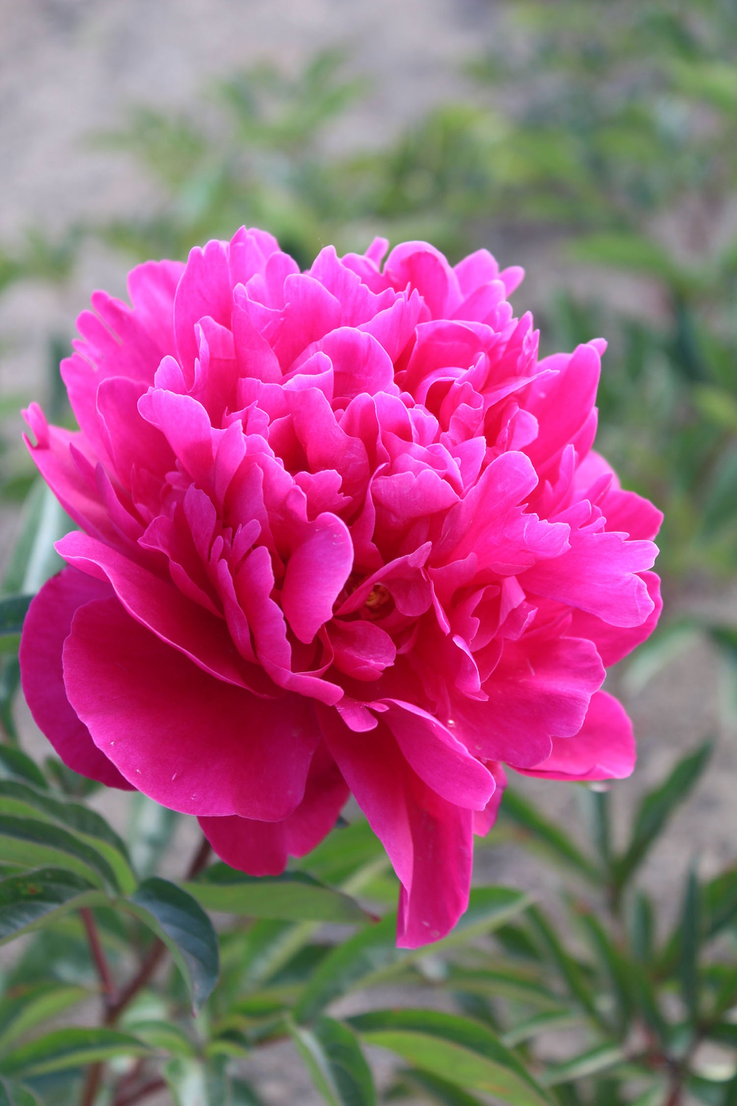 Paeonia Lactiflora Kansas