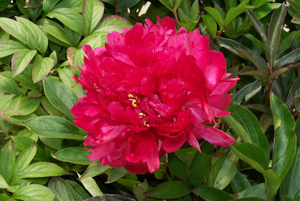 Paeonia Lactiflora Karl Rosenfield
