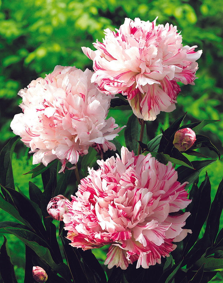 Paeonia Lactiflora Kirinmaru