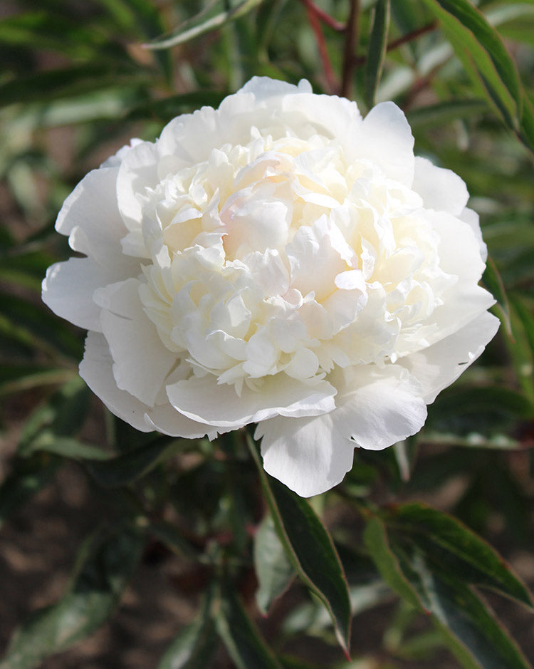 Paeonia Lactiflora Lilian Wild