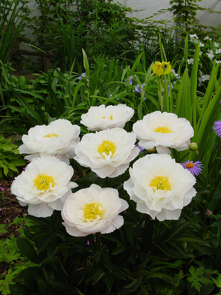 Paeonia Lactiflora Miss America