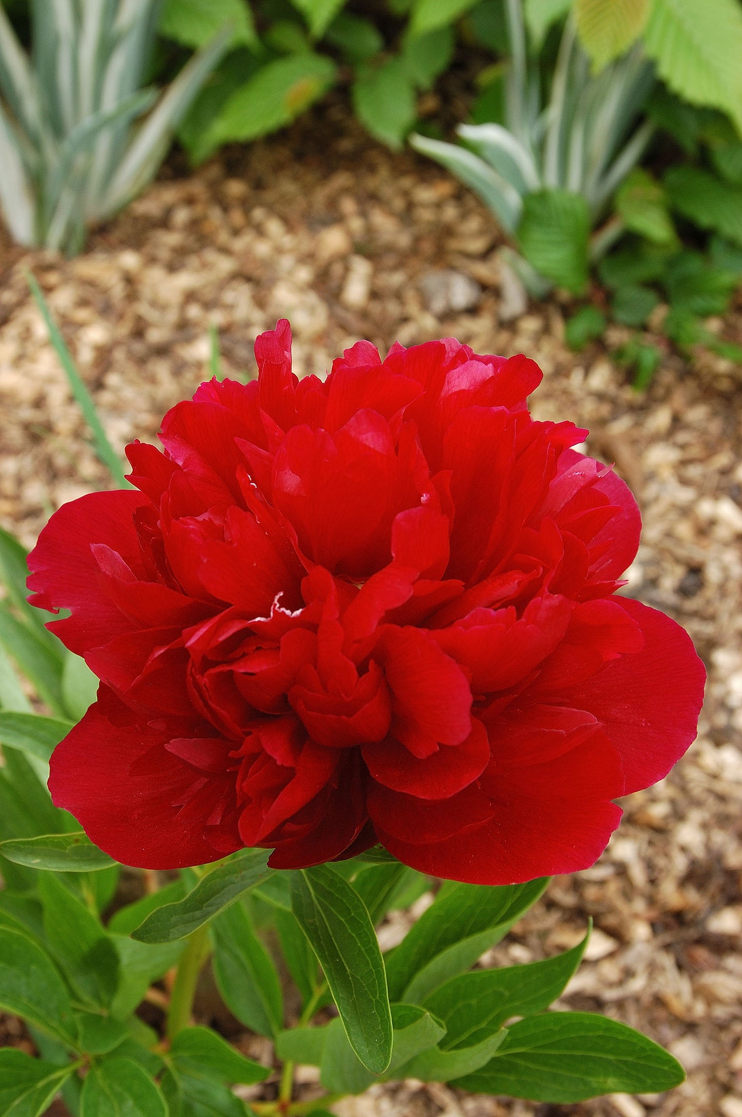 Paeonia Officinalis Rubra Plena