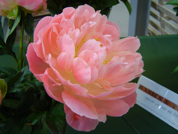 Paeonia Lactiflora Pink Hawaiian