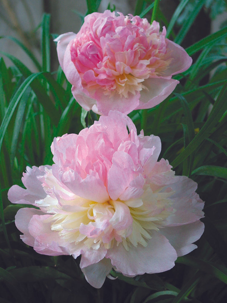 Paeonia Lactiflora Raspberry Sundae