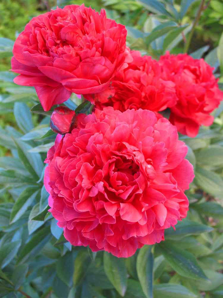 Red Garden Paeonia