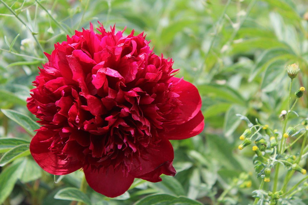 Paeonia Lactiflora Red Charm