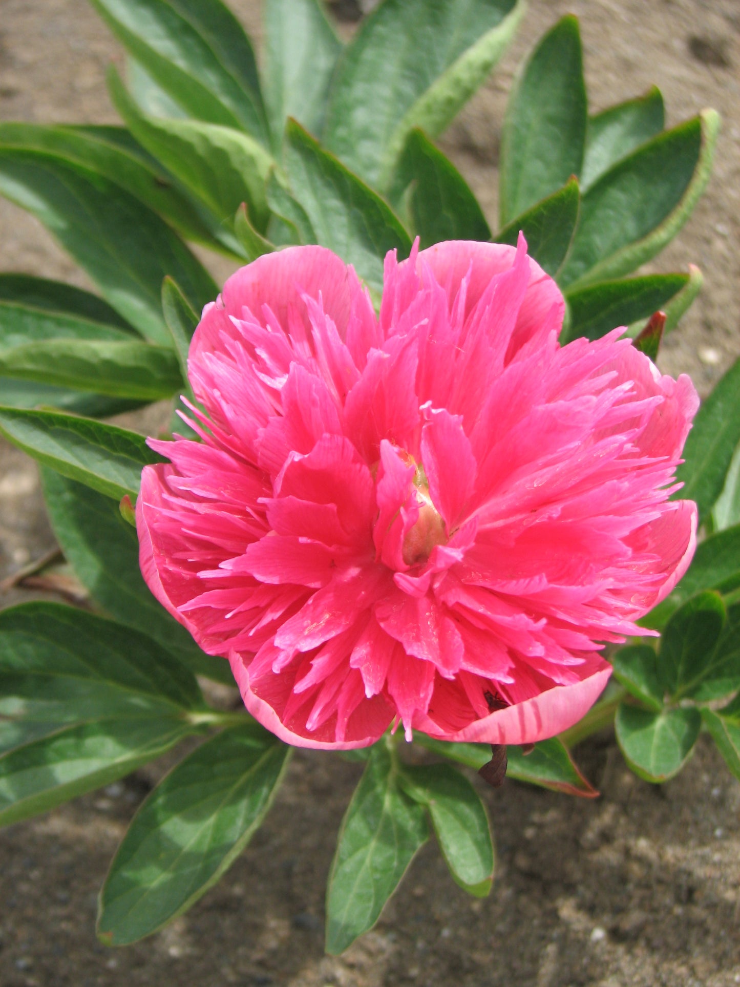 Paeonia Officinalis Rosea Plena Pink
