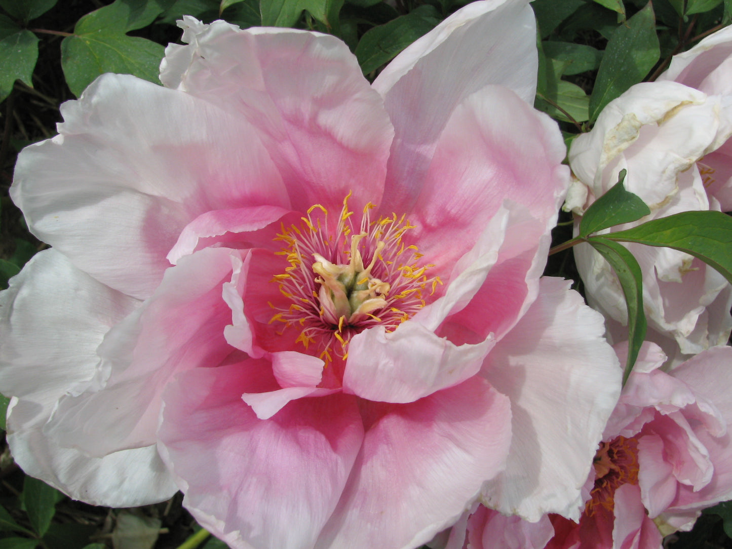 Paeonia Suffruticosa Hanakisoi Japanese Tree Peony