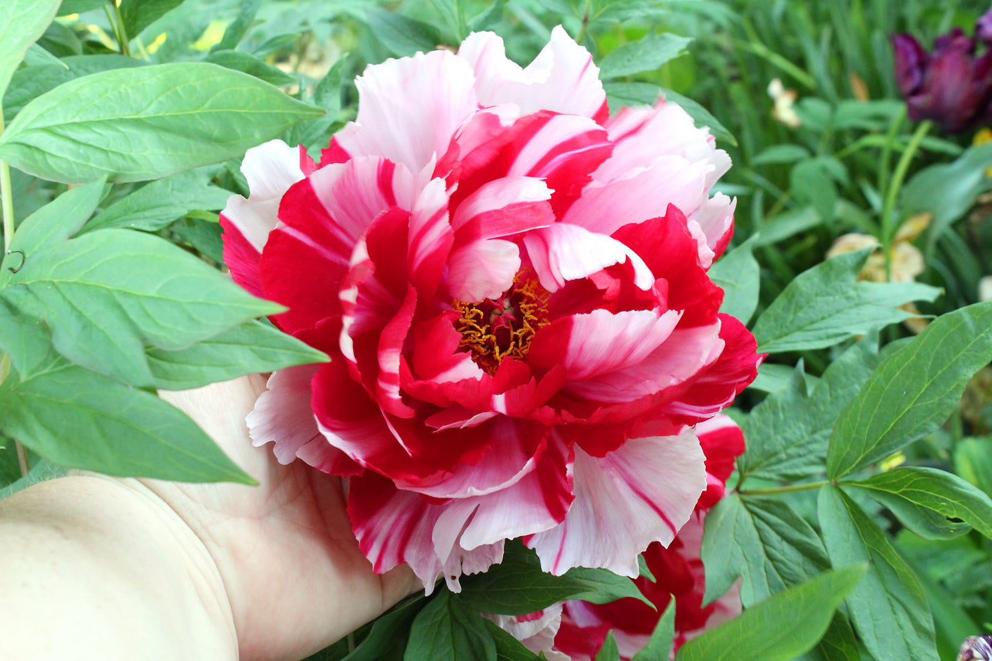 Paeonia Suffruticosa Shima Nishiki Japanese Tree Peony