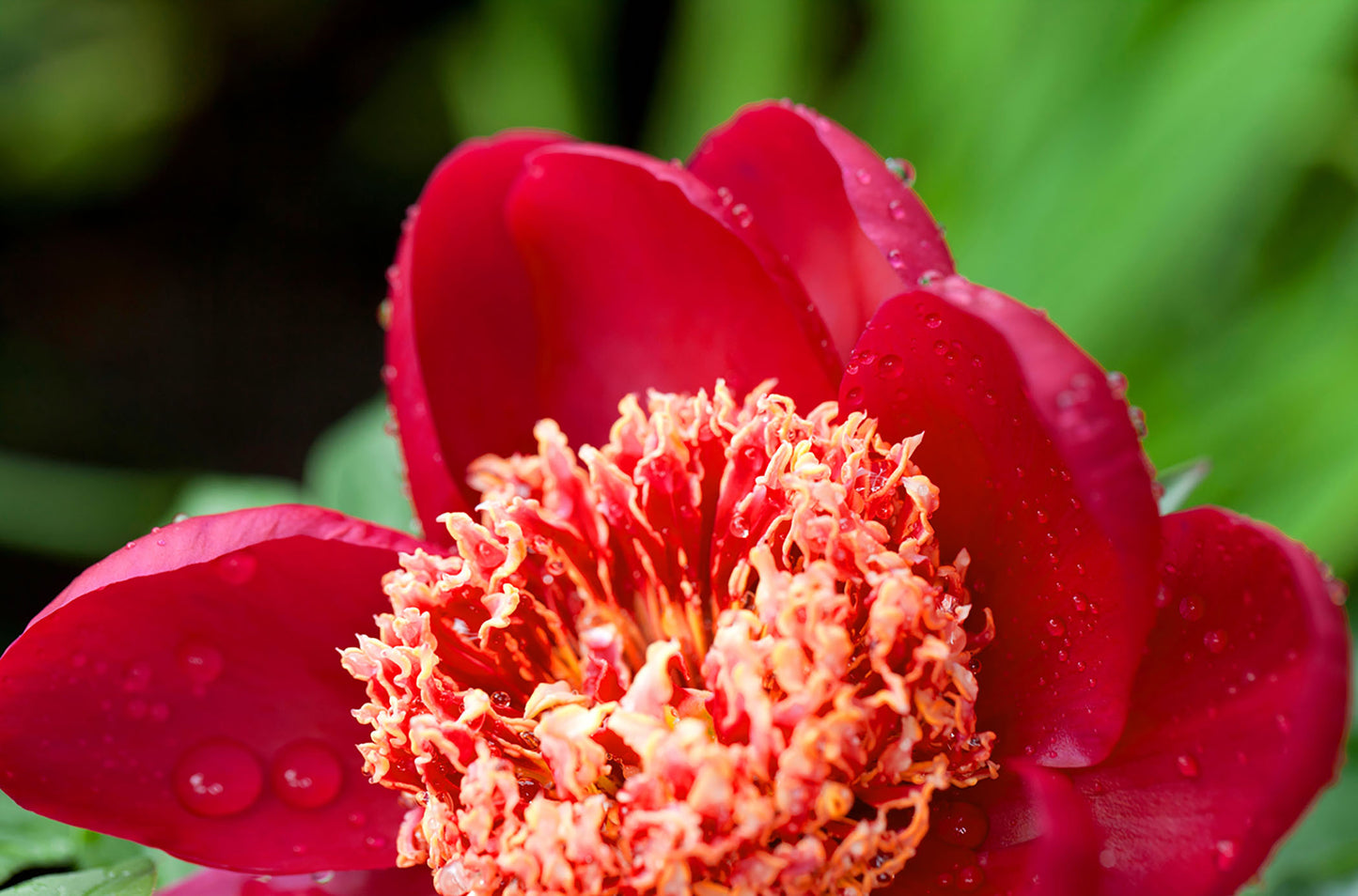 Paeonia Lactiflora Sword Dance