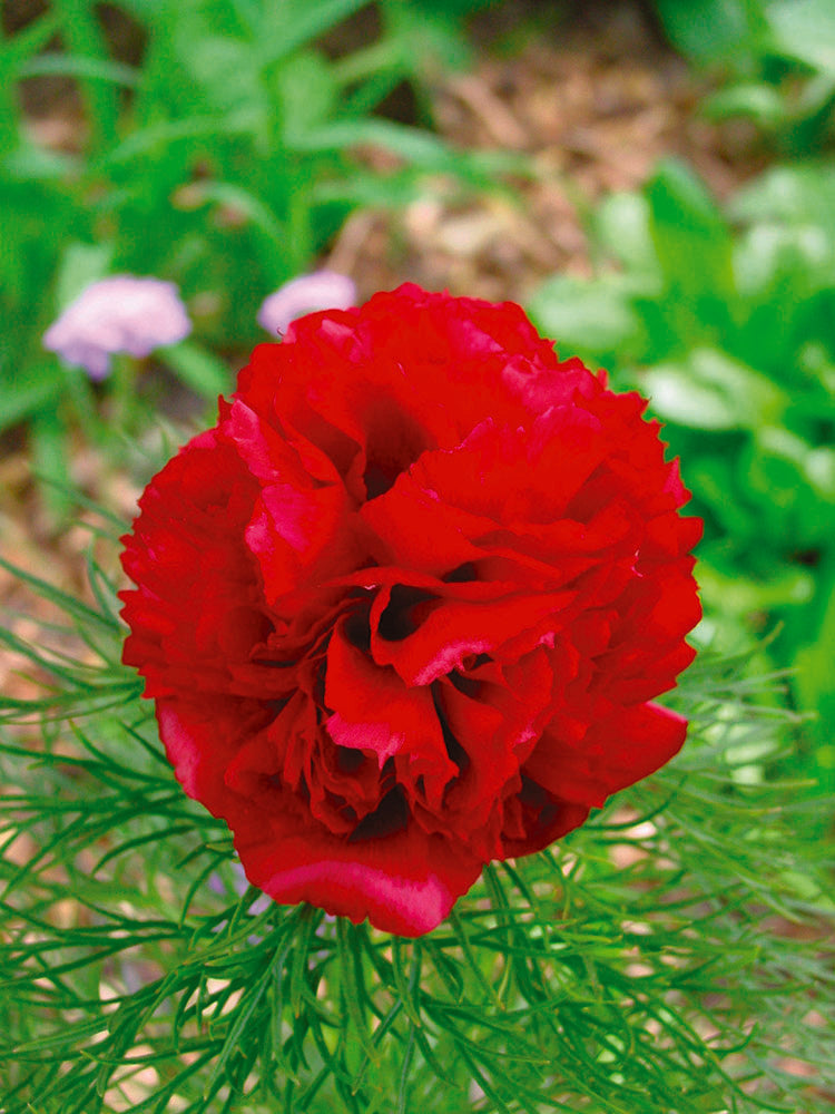 Paeonia Tenuifolia Rubra Plena Fern Leaf Peony – EVERGREEN