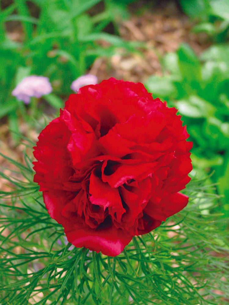 Paeonia Tenuifolia Rubra Plena Fern Leaf Peony