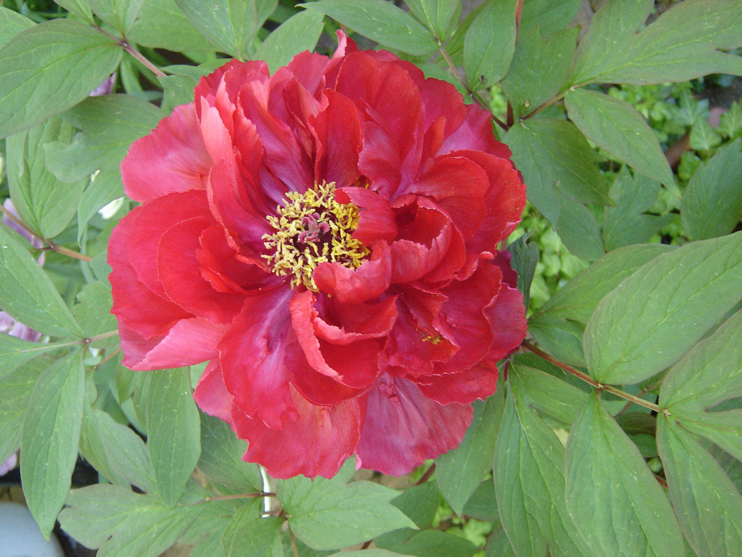 Paeonia Suffruticosa Kao Japanese Tree Peony