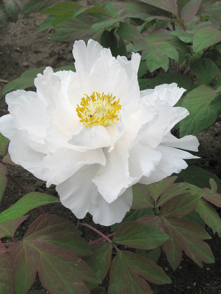 Paeonia Suffruticosa Renkaku Japanese Tree Peony