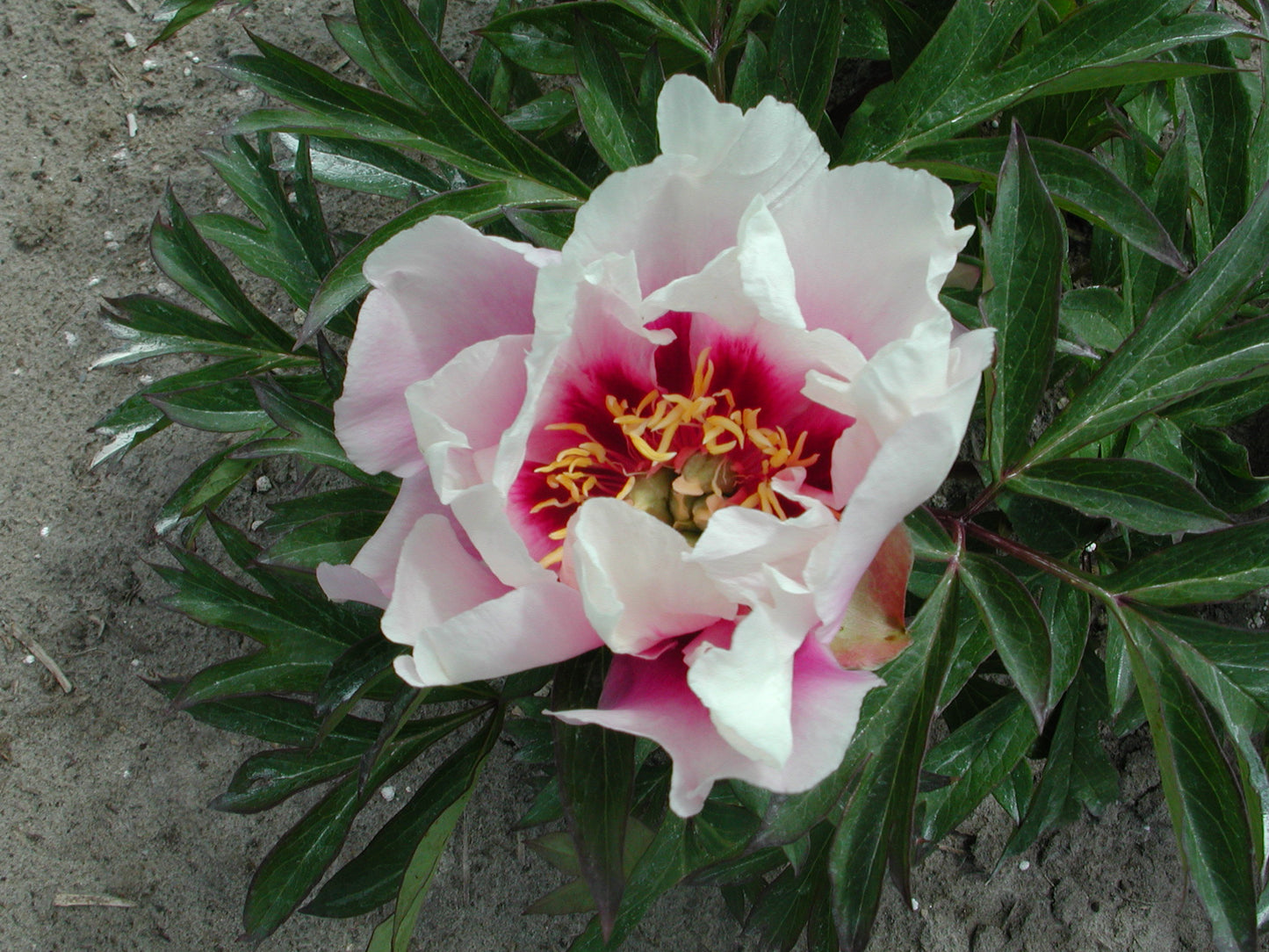 Paeonia Itoh Cora Louise