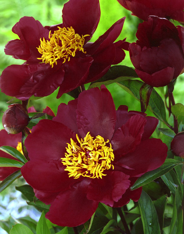 Paeonia Itoh Scarlet Heaven