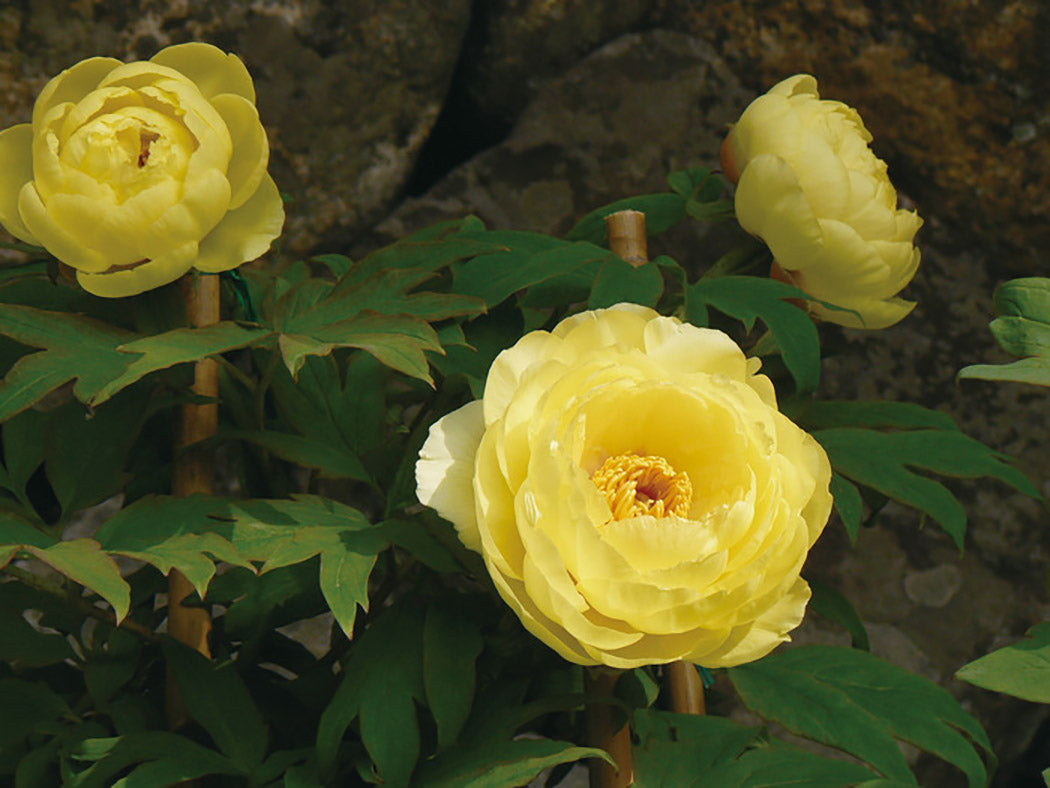 Paeonia Suffruticosa High Noon Japanese Tree Peony