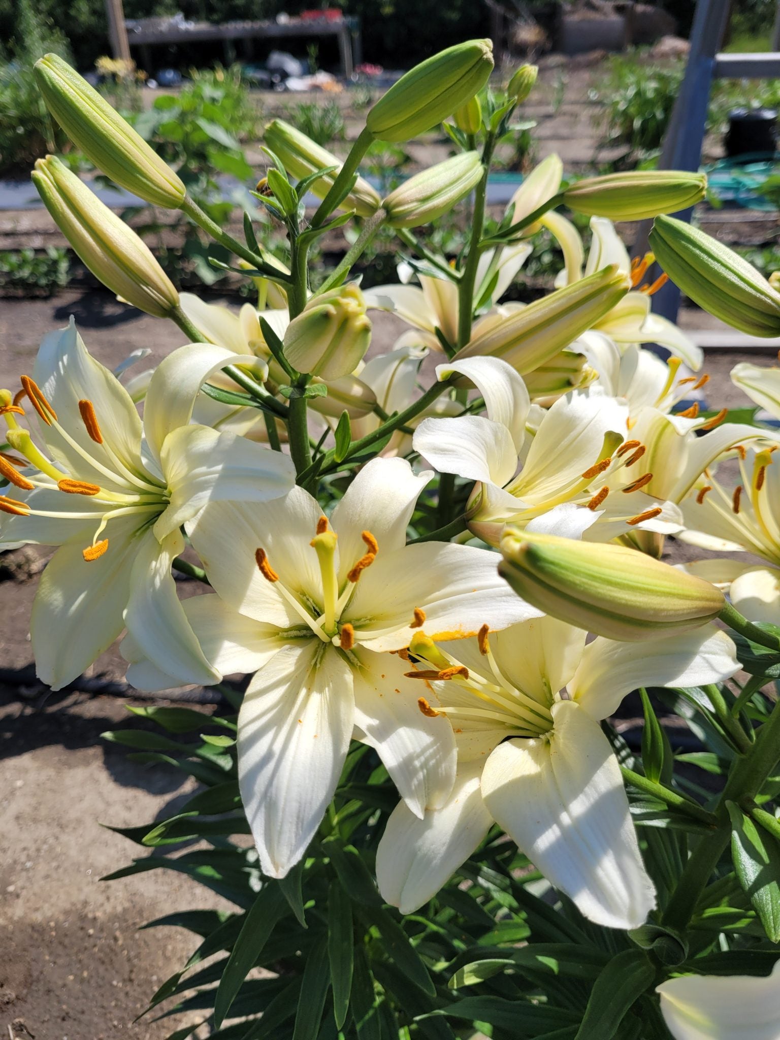 asiatic lily evergreen Pearl Frances Asiatic Lily – EVERGREEN
