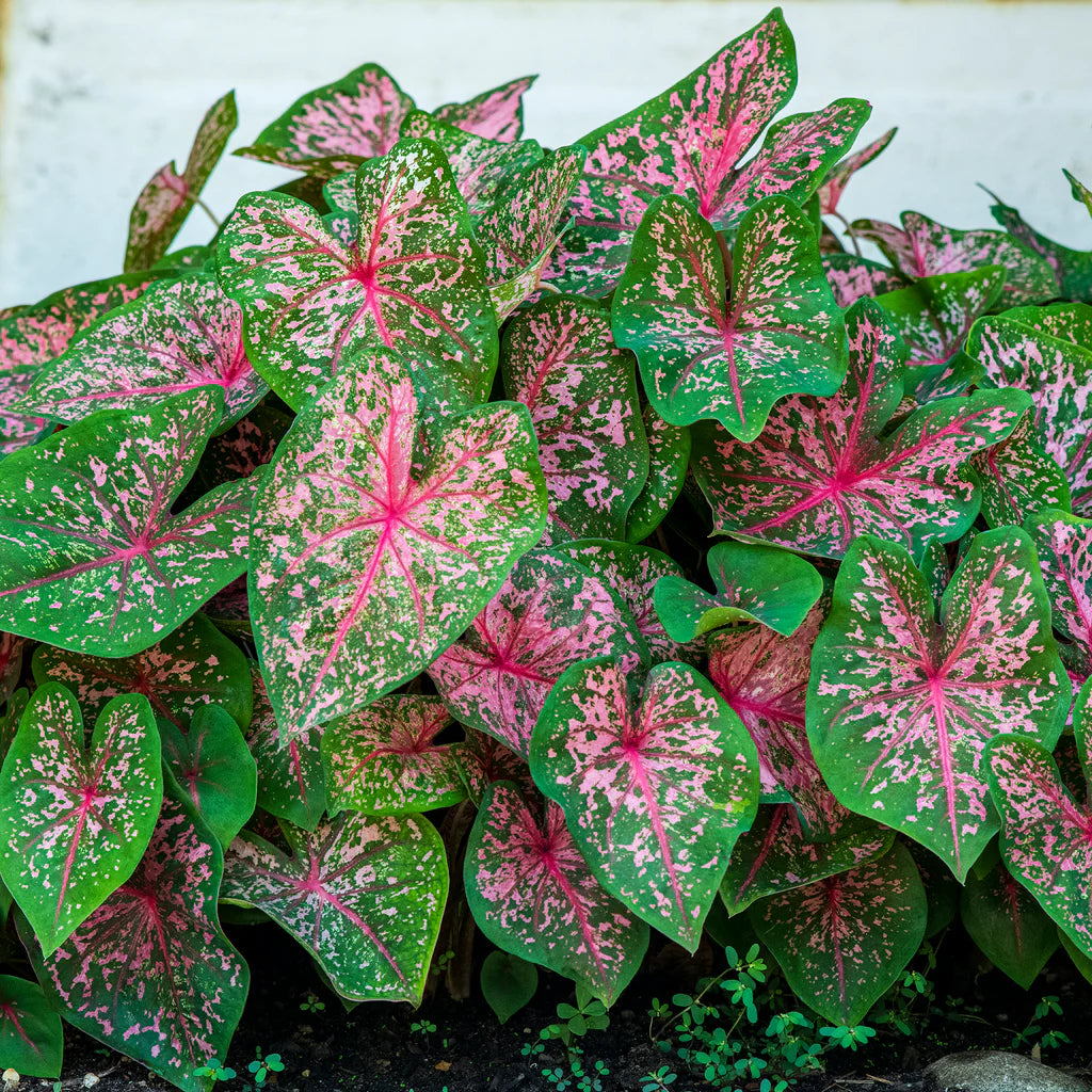 Pink Beauty Caladium