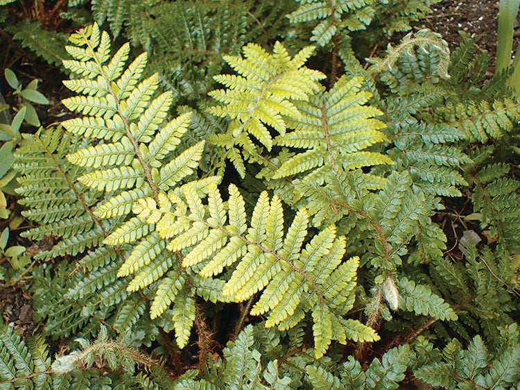 Polystichum Polyblepharum Korean Tassel Fern