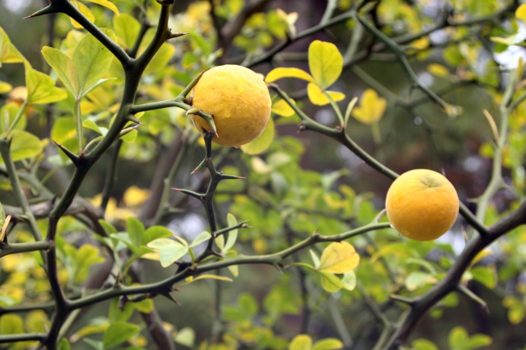 Flying Dragon Citrus Rootstock Seedling citrus plant material online shopping