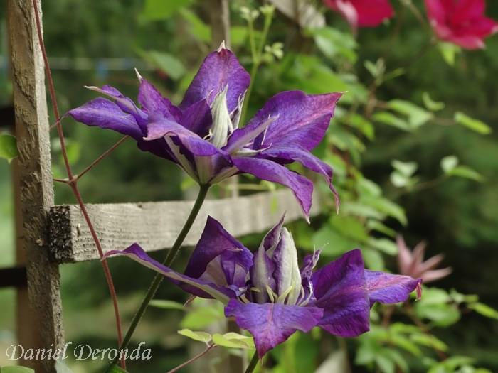 Daniel Deronda Blue Clematis Vine