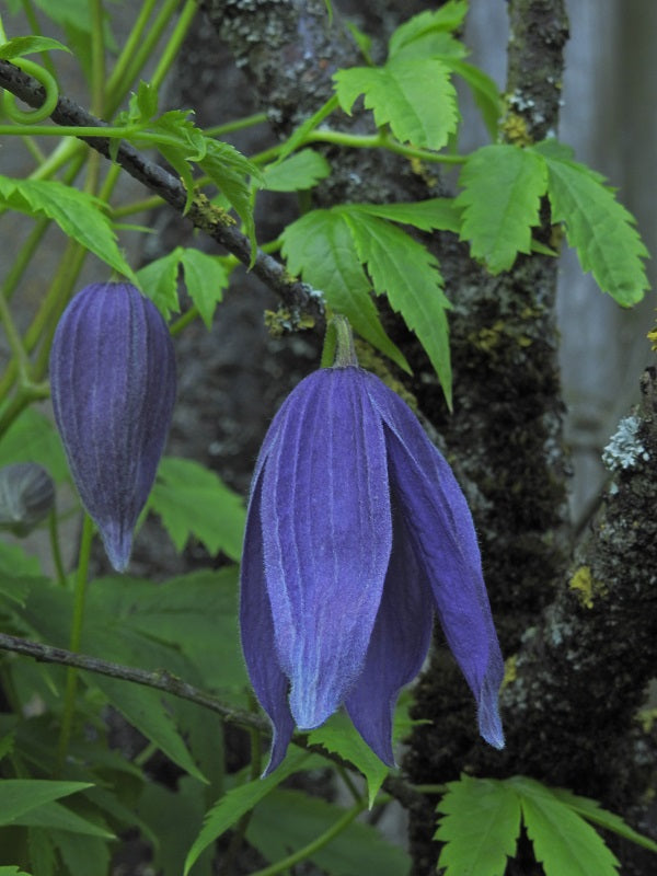 Macropetala Lagoon Clematis Vine