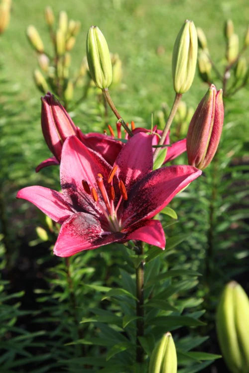 purple dream asiatic lily Purple Dream Asiatic Lily – EVERGREEN