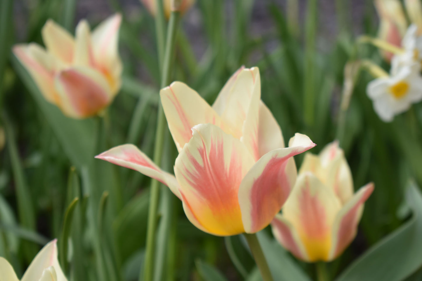 Quebec Tulip Bulbs