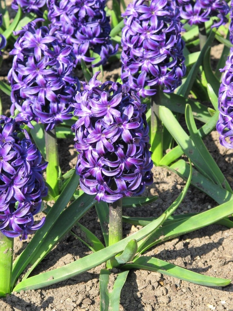 Aida Hyacinth Bulbs