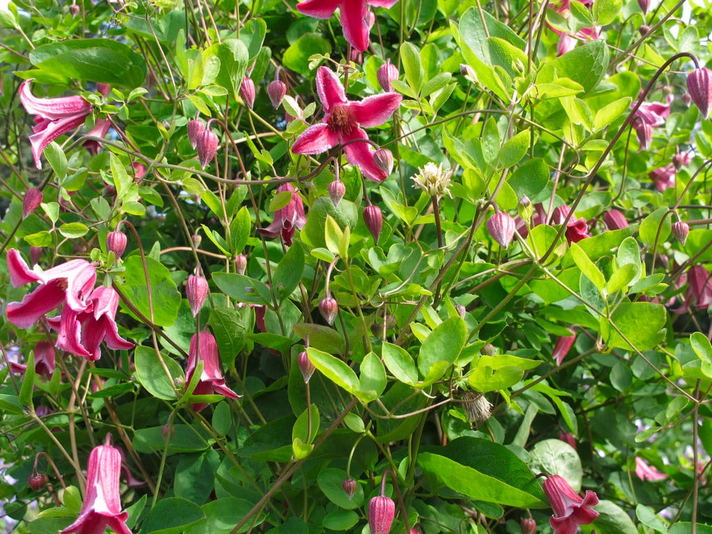 Texensis Etoile Rose Clematis Vine