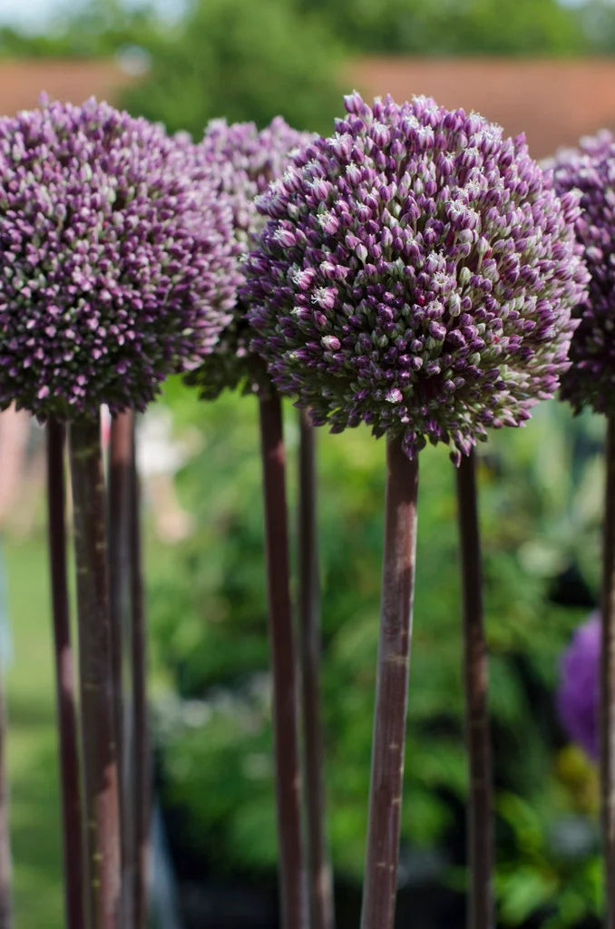 Summer Drummer Allium Bulbs