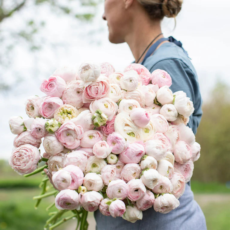Amandine Chamallow Ranunculus Corms