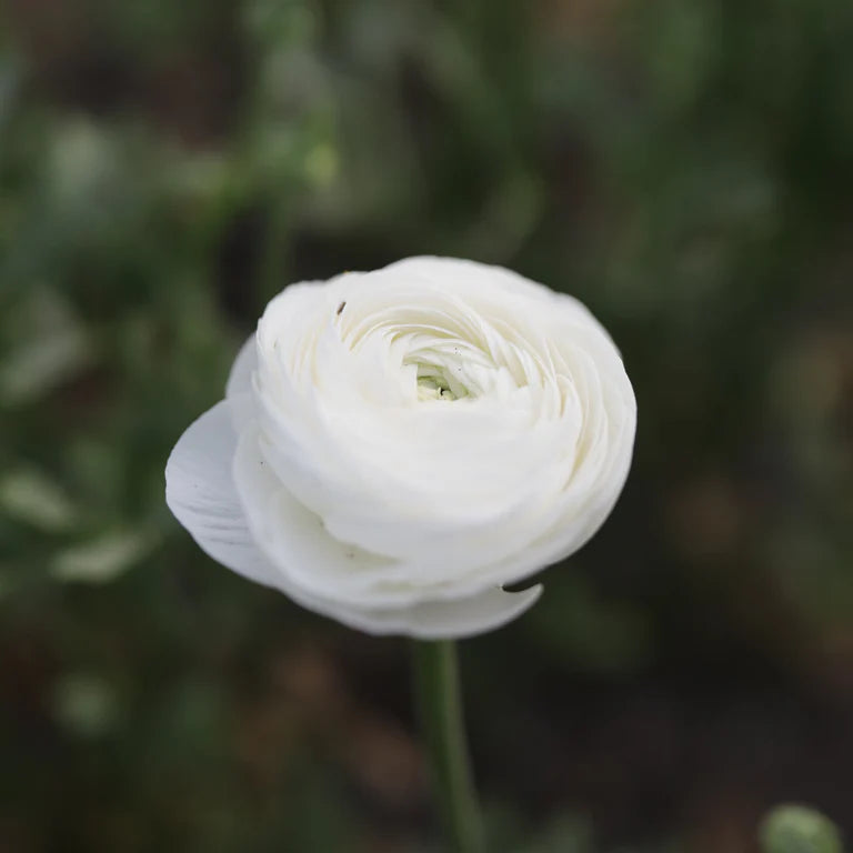 Amandine White Ranunculus Corms