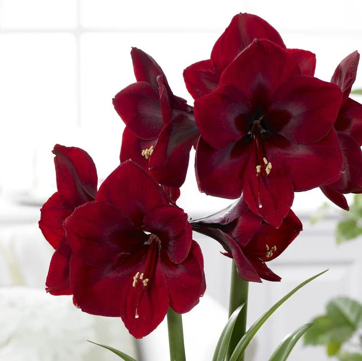 Red Pearl Dutch Amaryllis Bulbs