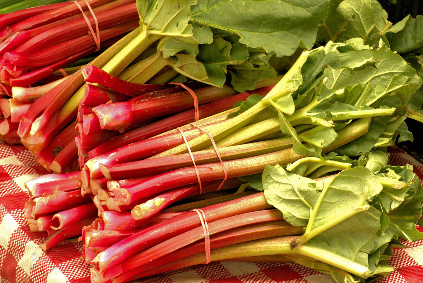 Canada Red Rhubarb Rheum