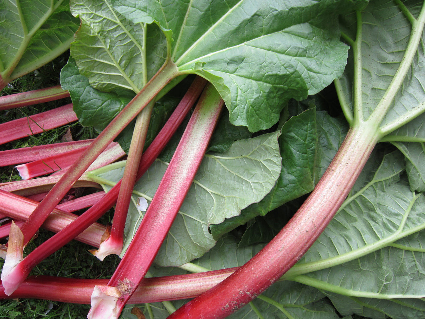 Strawberry Red Rhubarb Rheum