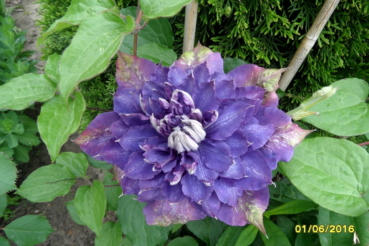 Vyvyan Pennel Clematis Vine