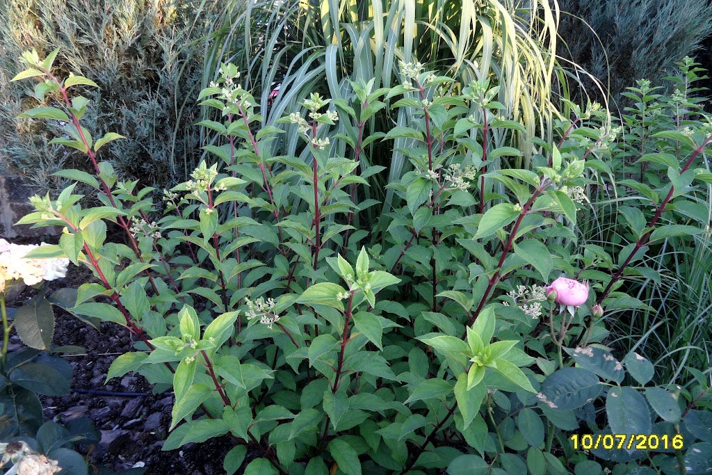 Hydrangea paniculata Renhy Vanille Fraise