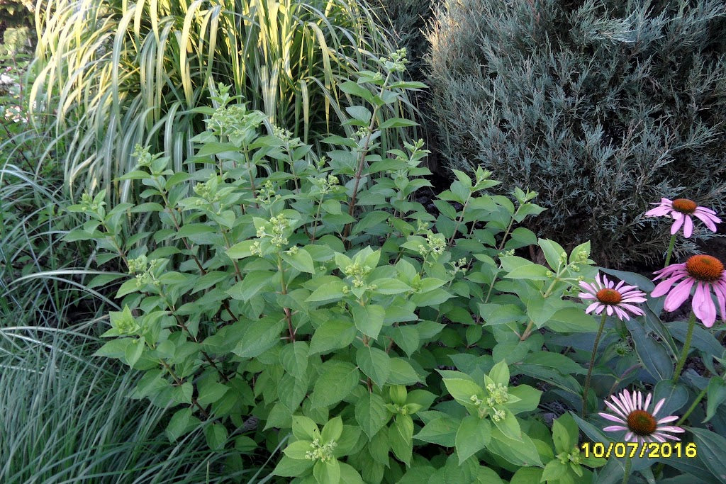 Hydrangea paniculata Limelight