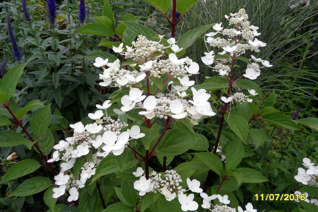 Hydrangea paniculata Wim’s Red Fire And Ice