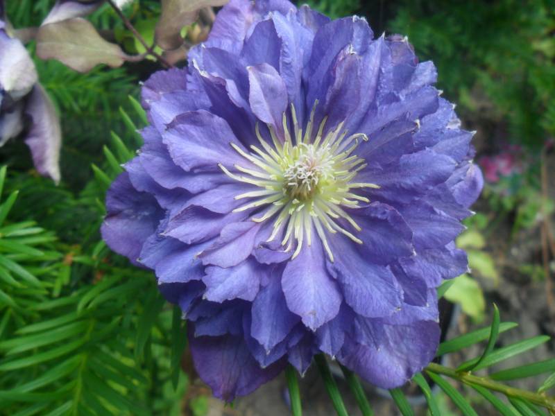 Royalty Clematis Vine