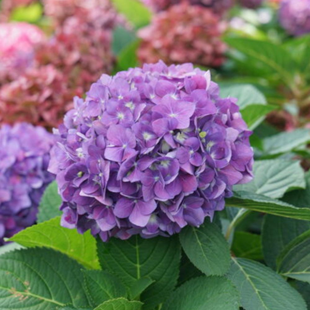 Hydrangea macrophylla Let’s Dance Ariba