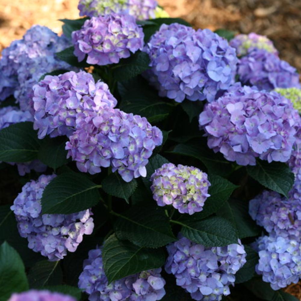 Hydrangea macrophylla Let’s Dance Blue Jangles