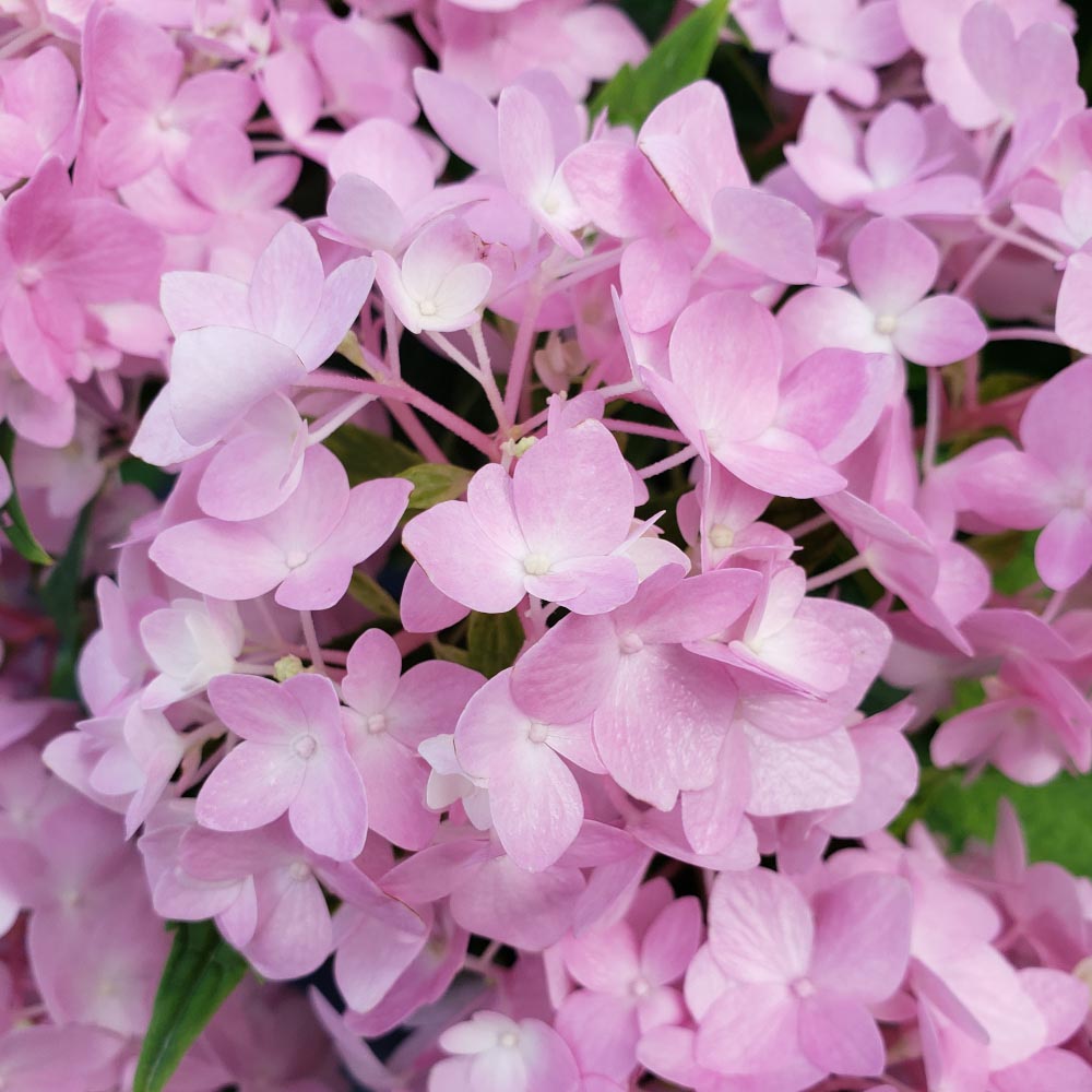Hydrangea macrophylla Blushing Bride