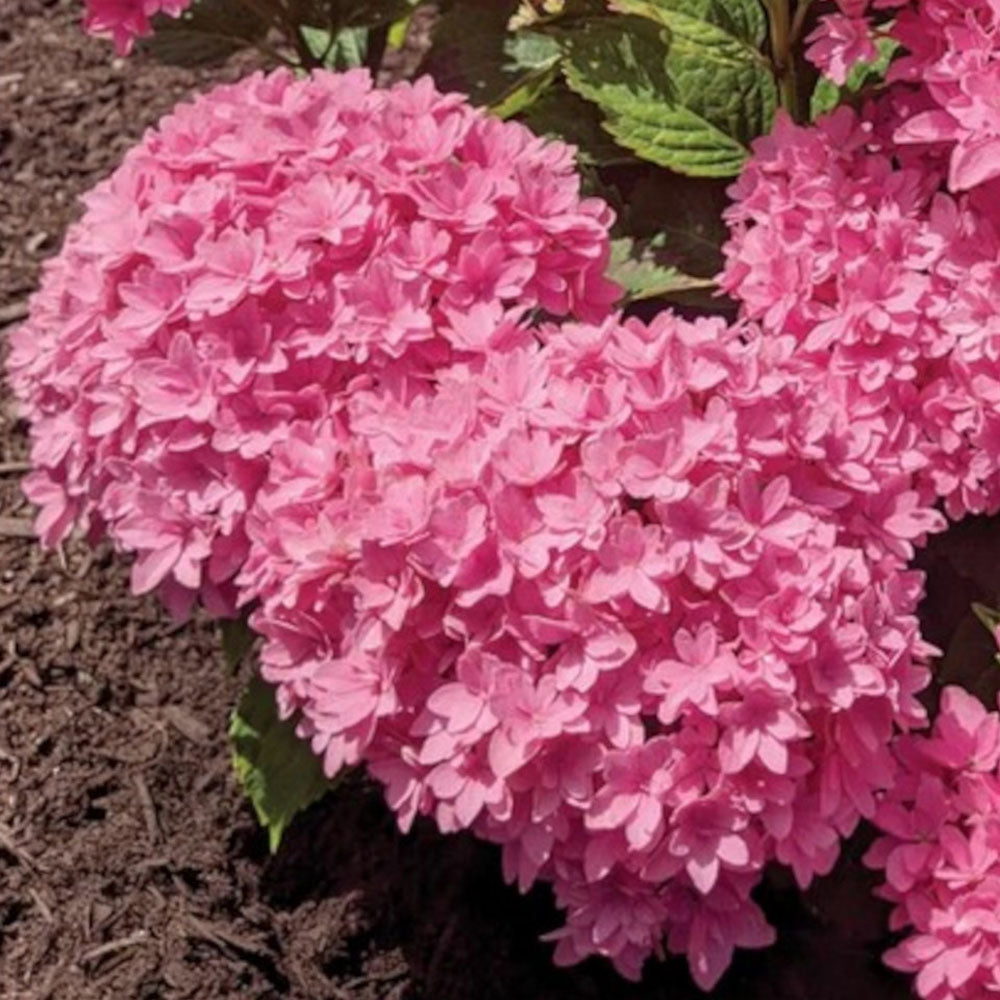 Hydrangea macrophylla Hortmafarfa Starfield